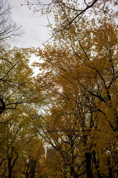 Vertical Shot Yellowing Trees Central Park Autumn New York City — Stockfoto