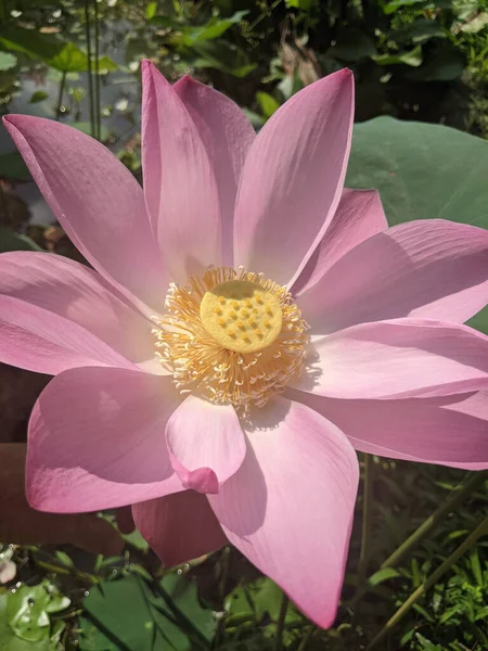 一朵盛开的粉红莲花的垂直特写 — 图库照片