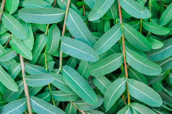 Tiro Perto Acima Das Folhas Verdes Planta — Fotografia de Stock