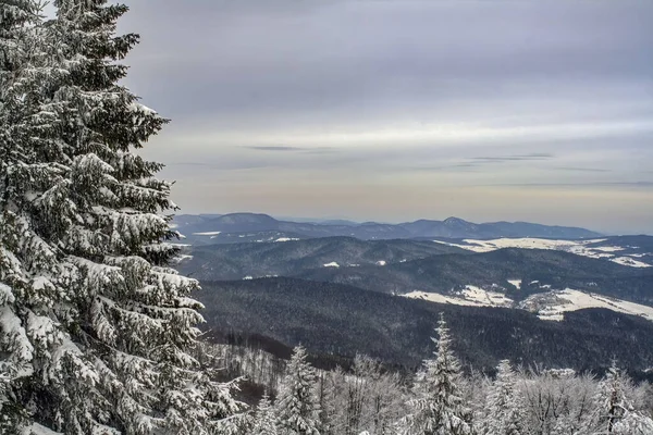 一张被雪覆盖的美丽的云杉照片和背景中美丽的风景 — 图库照片