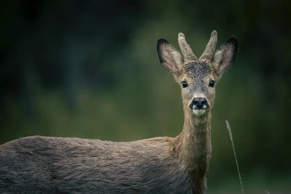 Beautiful Deer Field Sunny Day Sweden — Stock Photo, Image