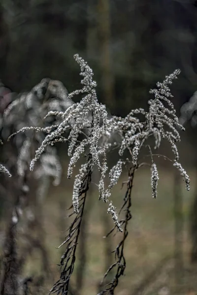 Ένα Κοντινό Πλάνο Μερικών Φυτών Έναν Κήπο Καλυμμένο Χιόνι Κατά — Φωτογραφία Αρχείου