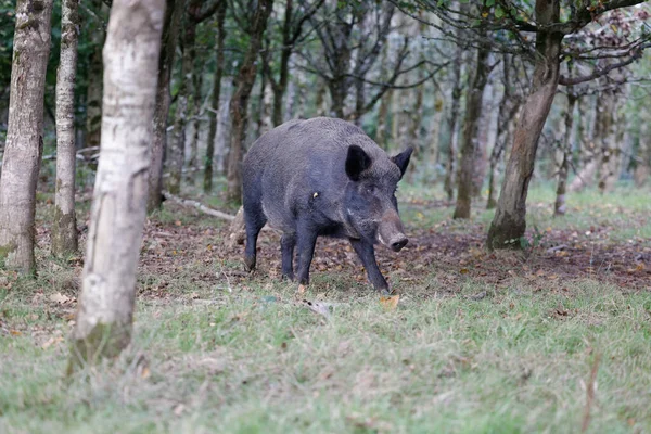 Ein Schöner Blick Auf Ein Wildschwein Wald — Stockfoto
