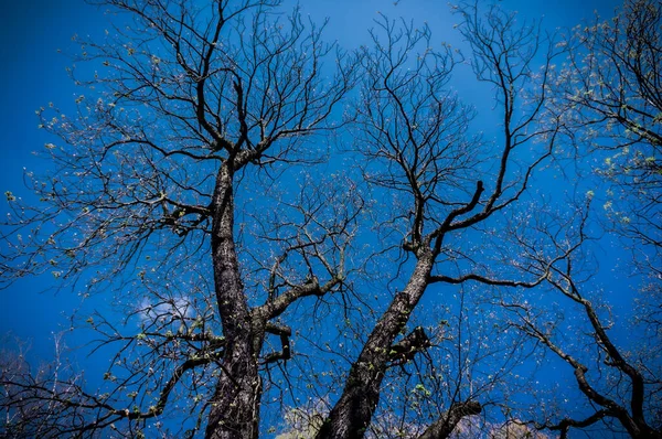 Low Angle Trees Starting Blossom Blue Sky Background — Stockfoto