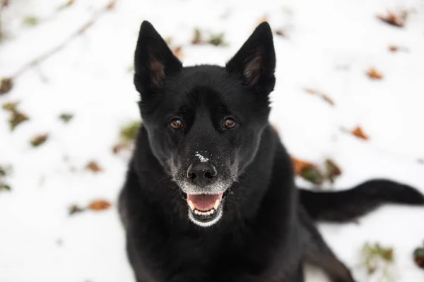 雪原に黒い犬のクローズアップショット — ストック写真
