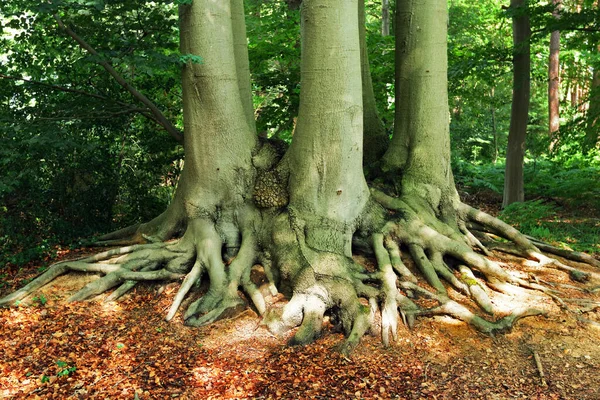 Grupo Árvores Com Raízes Tecidas Uma Floresta — Fotografia de Stock