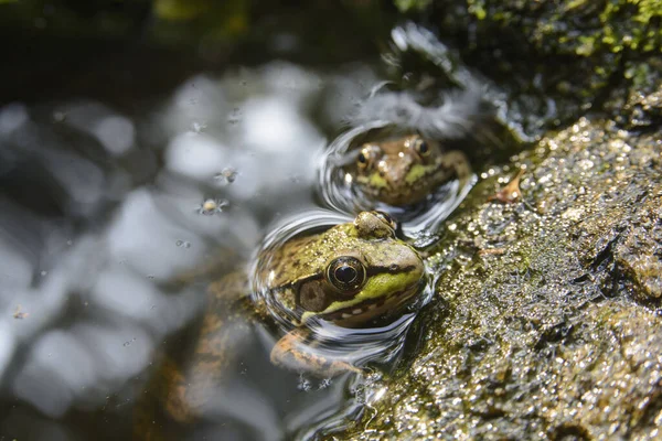 Bataklik Birleşik Devletler Ağustos 2017 Kurbağalar Kurbağalar Makro Fotoğraf — Stok fotoğraf