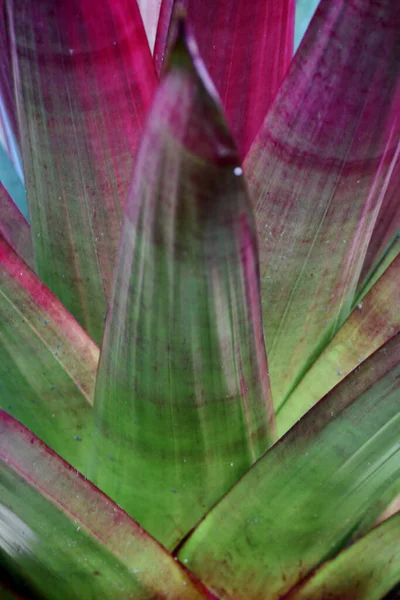 Vertical Closeup Shot Beautiful Bromeliad — Stock Photo, Image