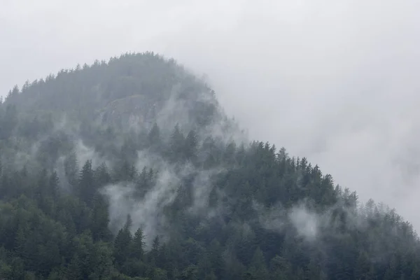 Úplný Les Horách Pokrytých Mlhou — Stock fotografie