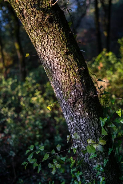 Vertikální Záběr Stromu Středomořském Lese Canoves Amalus Katalánsko — Stock fotografie