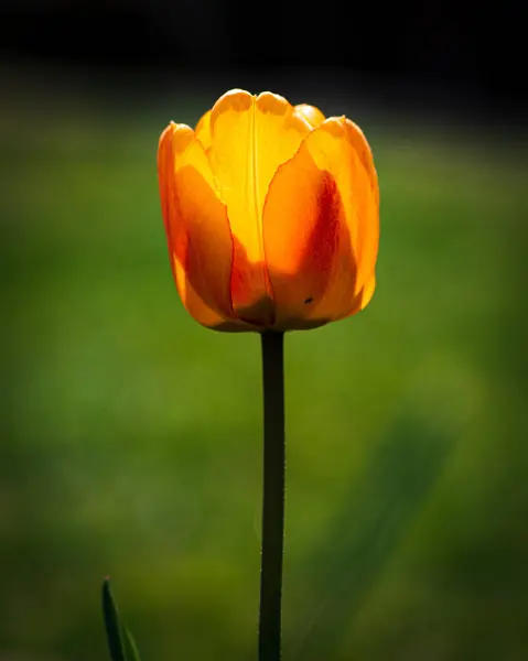 Вертикальный Снимок Оранжевого Тюльпана — стоковое фото
