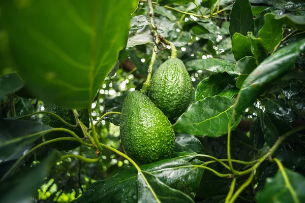 A closeup shot of avocados hanging from a tree in a garden