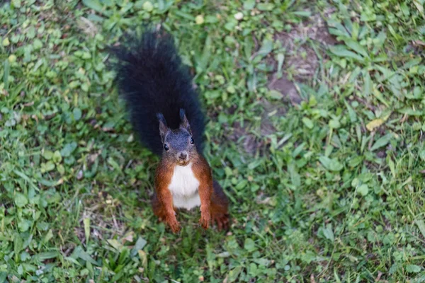 Ein Süßes Eichhörnchen Auf Futtersuche — Stockfoto