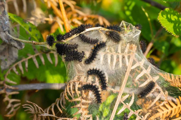 Eine Nahaufnahme Selektiven Fokus Von Sumpffritillary Euphydryas Aurinia Schwarze Raupe — Stockfoto