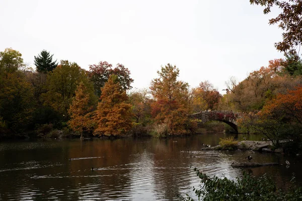 Een Landschap Van Een Meer Omringd Door Bomen Central Park — Stockfoto