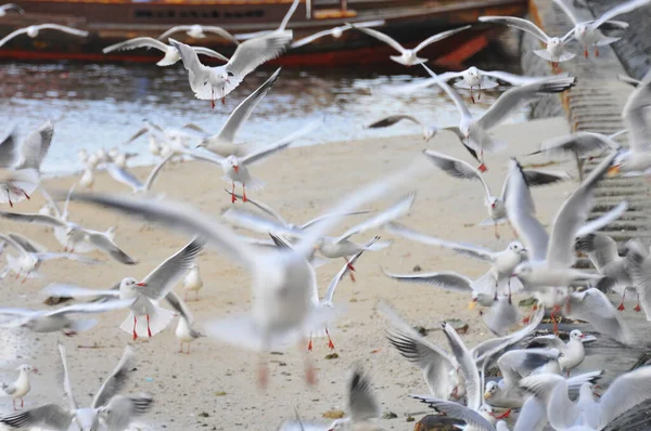 Beautiful View White Seagulls Flying Beach Sea — 图库照片