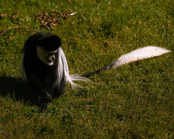 Een Close Van Een Zwart Wit Colobus Het Gras Onder — Stockfoto