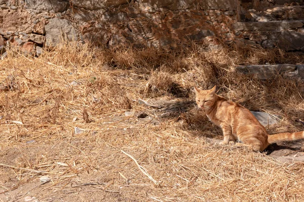 Curious Ginger Cat Hunting Outdoors — Stock Photo, Image