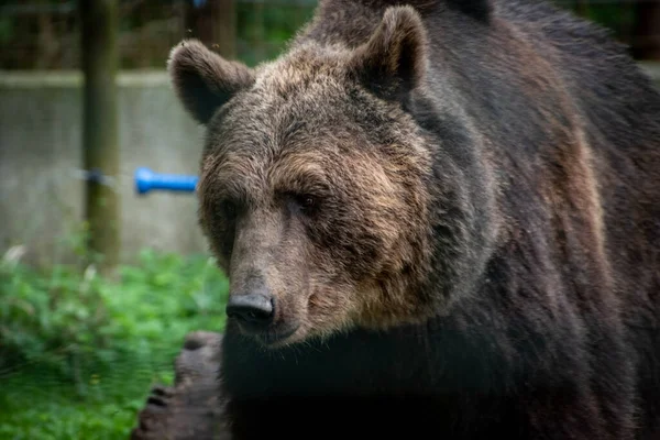 動物園を歩く大きなクマの自然な景色 — ストック写真