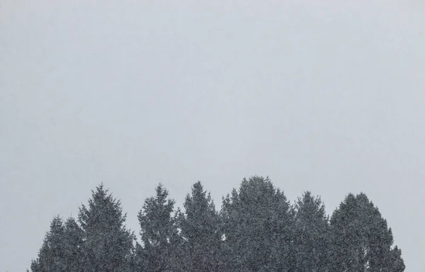 Ein Blick Auf Laubbäume Einem Verschneiten Tag Ein Heller Hintergrund — Stockfoto