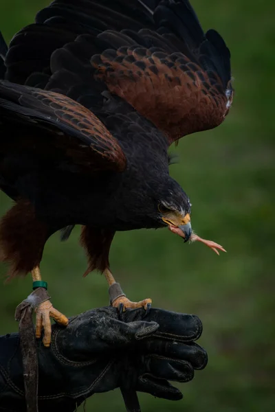 Vertical Shot Golden Eagle Perched Trainer Hand Zoo — Stockfoto