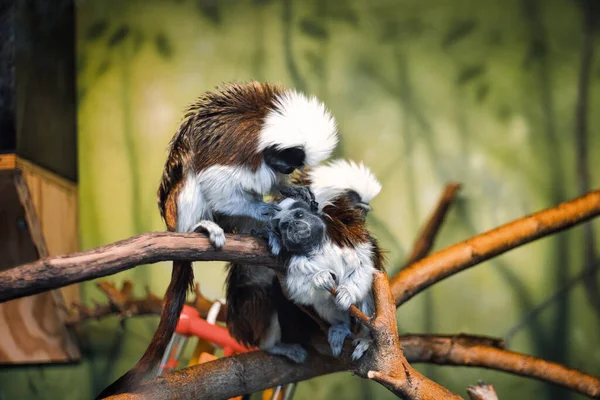 動物園の枝に座っているタマリン猿 ミズーリ州カンザスシティ — ストック写真