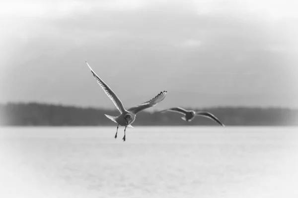 Grayscale Shot Seagulls Flying Sea Water Cloudy Sky — 图库照片