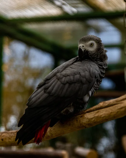 Egy Afrikai Szürke Papagáj Közelsége Egy Faágon Egy Állatkertben Homályos — Stock Fotó