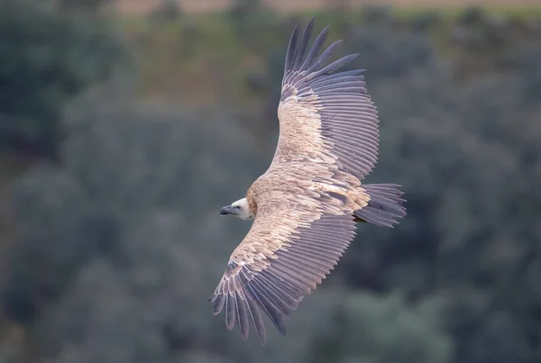 Una Hermosa Toma Gran Halcón Salvaje Volando Con Fondo Borroso — Foto de Stock