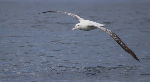 Крупный План Красивой Белой Птицы Летящей Над Океаном — стоковое фото