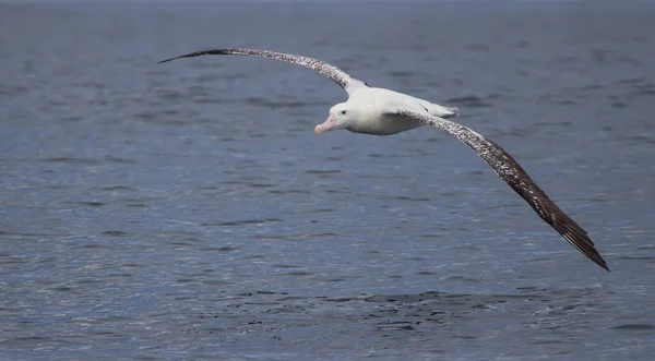 Closeup Shot Beautiful White Bird Flying Ocean — Stock Photo, Image