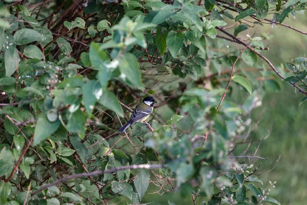 Een Close Opname Van Een Klein Huis Sparrow Vogel Gesitueerd — Stockfoto