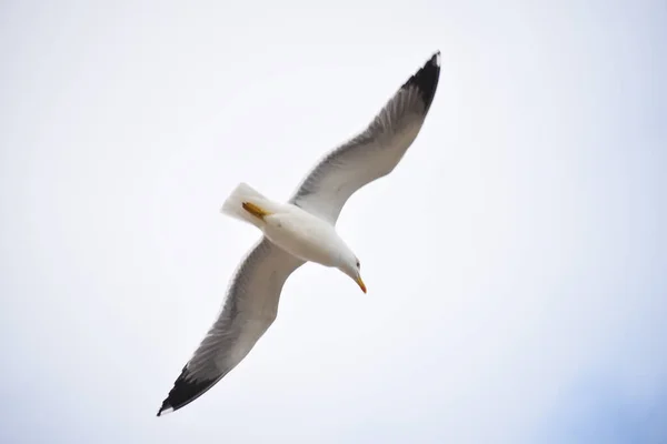Uma Bela Vista Uma Gaivota Branca Voando Céu Com Asas — Fotografia de Stock