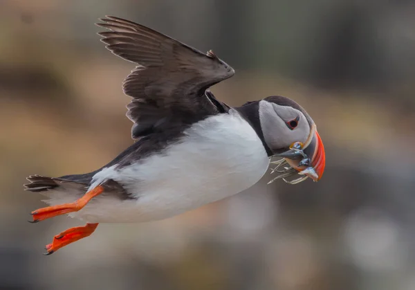 A closeup shot of a Puffin comp bird hunted fishes and flying with blurred background