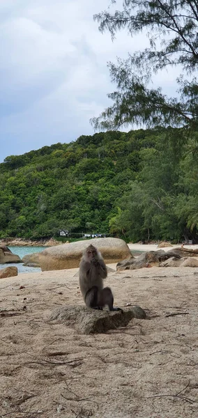 Una Hermosa Vista Pequeño Mono Zoológico — Foto de Stock