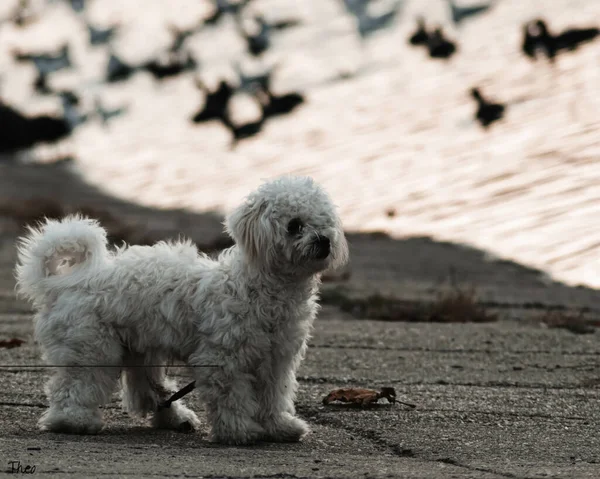 公園のかわいい犬の美しい景色 — ストック写真
