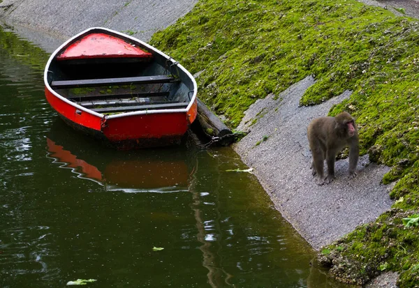 Apa Promenader Bredvid Båten Genom Kanalen Dierenpark Amersfoort Nederländerna — Stockfoto