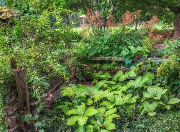 Uma Bela Vista Das Plantas Jardim — Fotografia de Stock