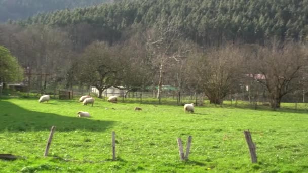 在绿色的原野上放牧绵羊 — 图库视频影像