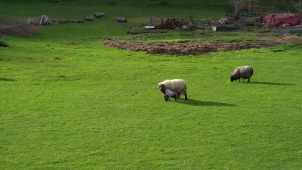Sheep Grazing Green Field — Stock Video