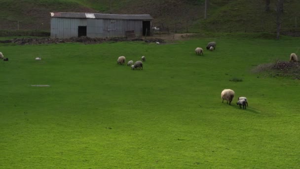 Pâturage Des Moutons Sur Champ Vert — Video