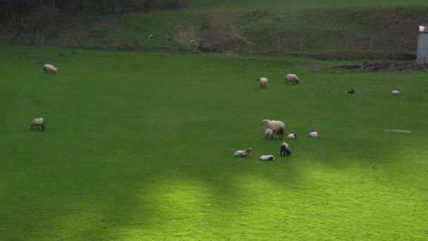 Pâturage Des Moutons Sur Champ Vert — Video