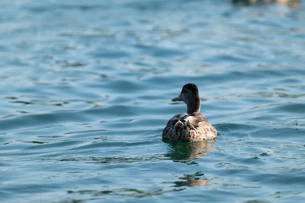 Cute Duck Floating Lake — 图库照片