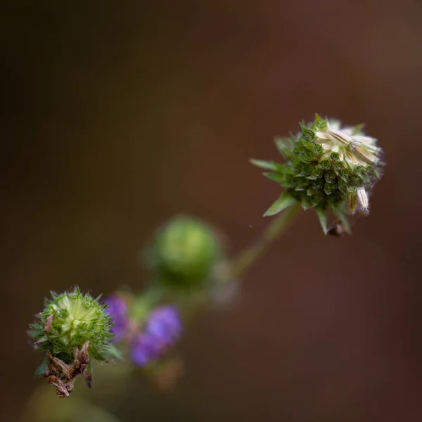 Ein Selektiver Fokus Von Feldkuhblumen Die Garten Auf Einem Unscharfen — Stockfoto