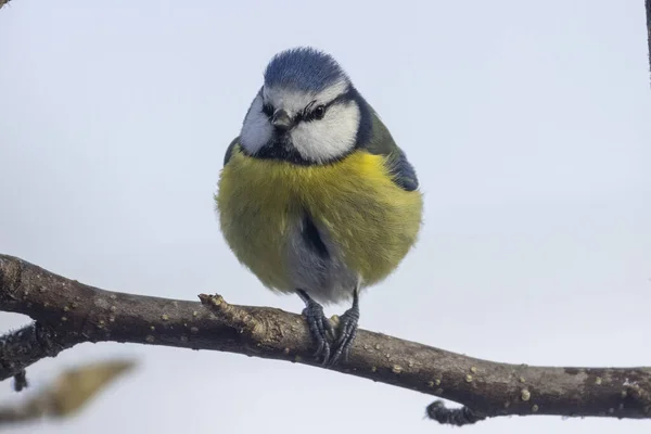 Blue Tit Looking Out Food Danger — Stock Fotó