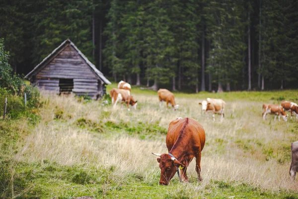 Herd Cows Grazing Field Dense Trees Old Wooden Barn Background — Stock Photo, Image