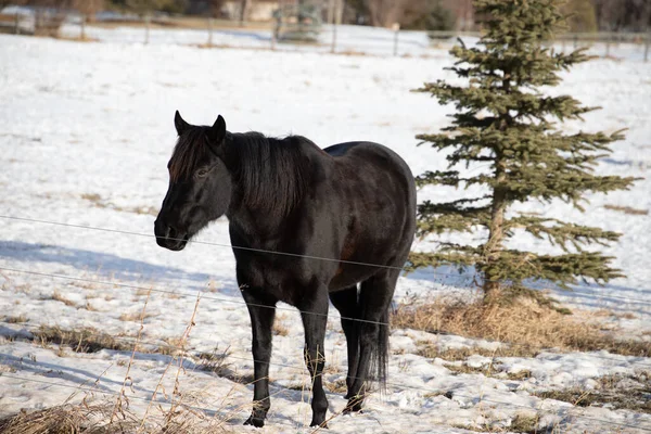 田舎の雪原に黒い馬 — ストック写真