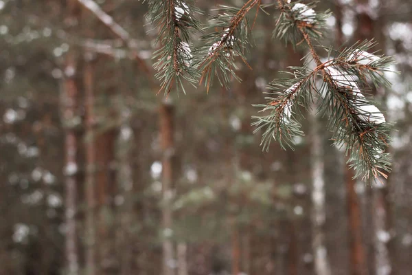 Крупный План Сосновых Ветвей Размытом Фоне Зимнем Лесу — стоковое фото