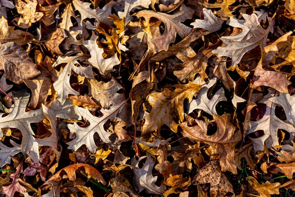 Eine Nahaufnahme Von Herbstblättern Die Auf Dem Boden Trocknen — Stockfoto