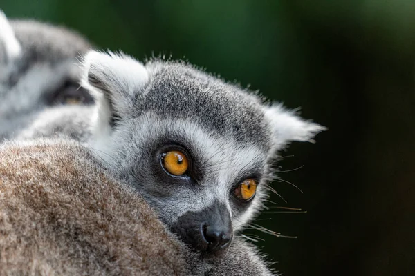 Detailní Záběr Roztomilého Šedého Lemura — Stock fotografie